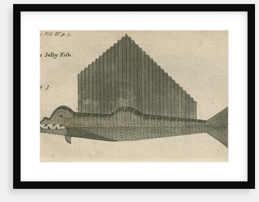 'The Jelly Fish', observed by William Funnell by Anonymous