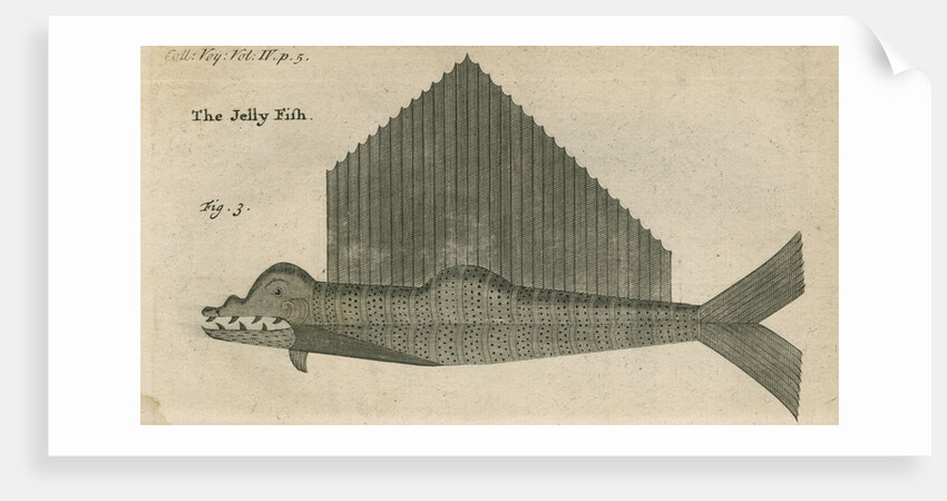 'The Jelly Fish', observed by William Funnell by Anonymous