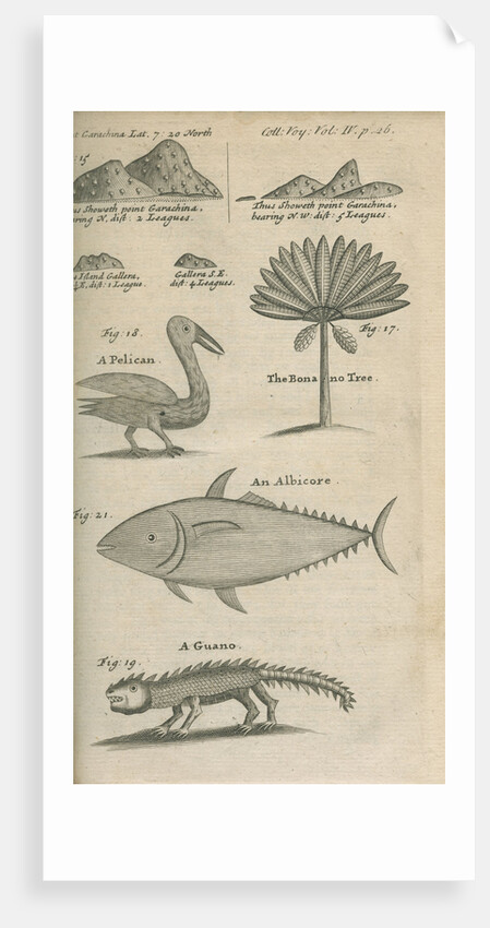 Landmarks and wildlife of Panama, observed by William Funnell by Anonymous