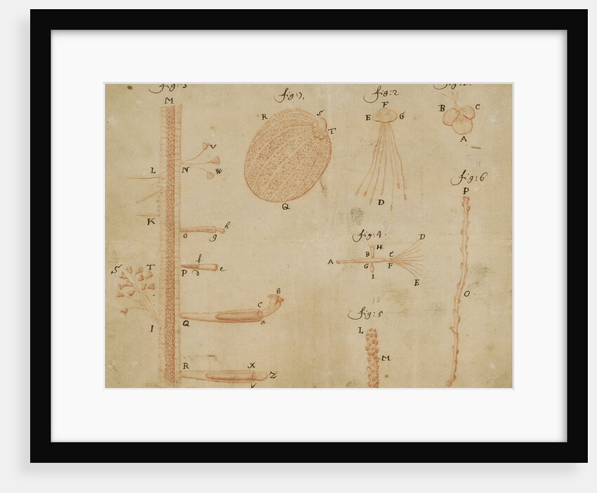 Microscopic views of duckweed and microorganisms by Antoni van Leeuwenhoek