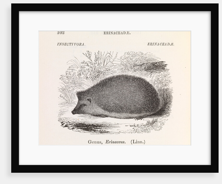 Hedgehog by Anonymous