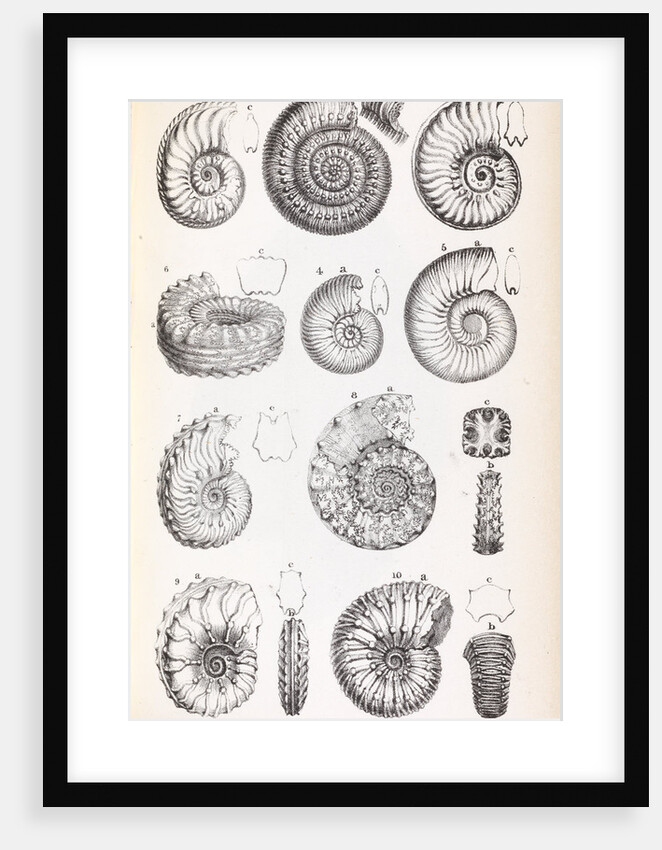 Various forms of ammonites by Edward Lear