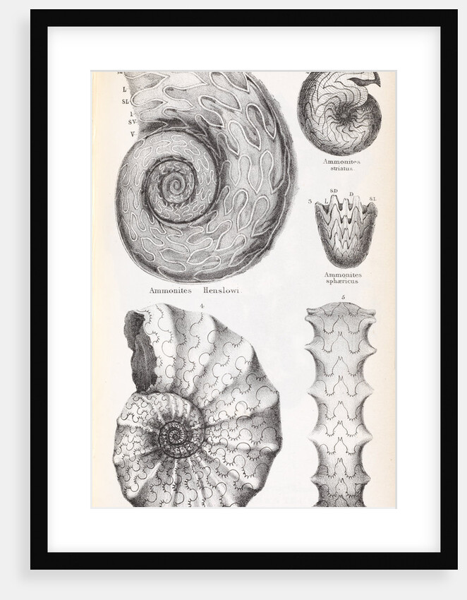 Four genus of ammonite by Edward Lear