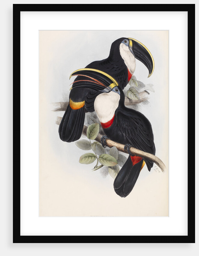 Culmenated Toucan by Edward Lear