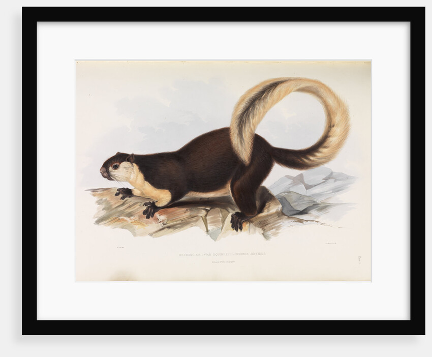 Malayan Giant Squirrel by I W Moore