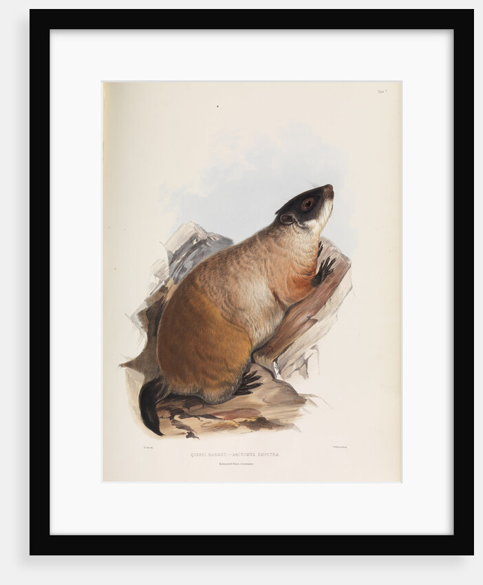 Quebec Marmot by I W Moore