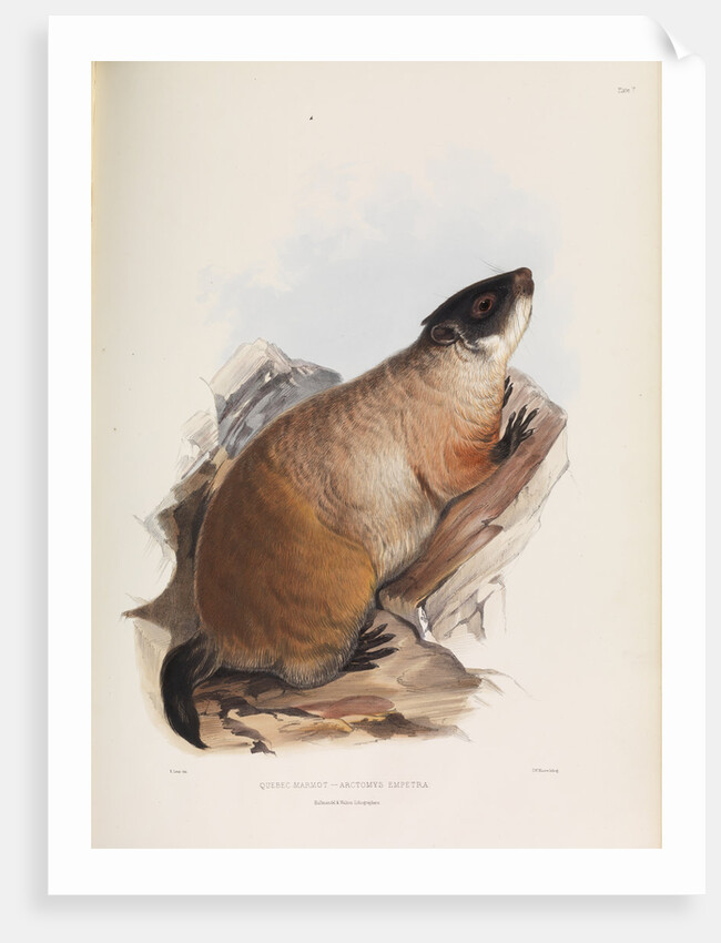 Quebec Marmot by I W Moore