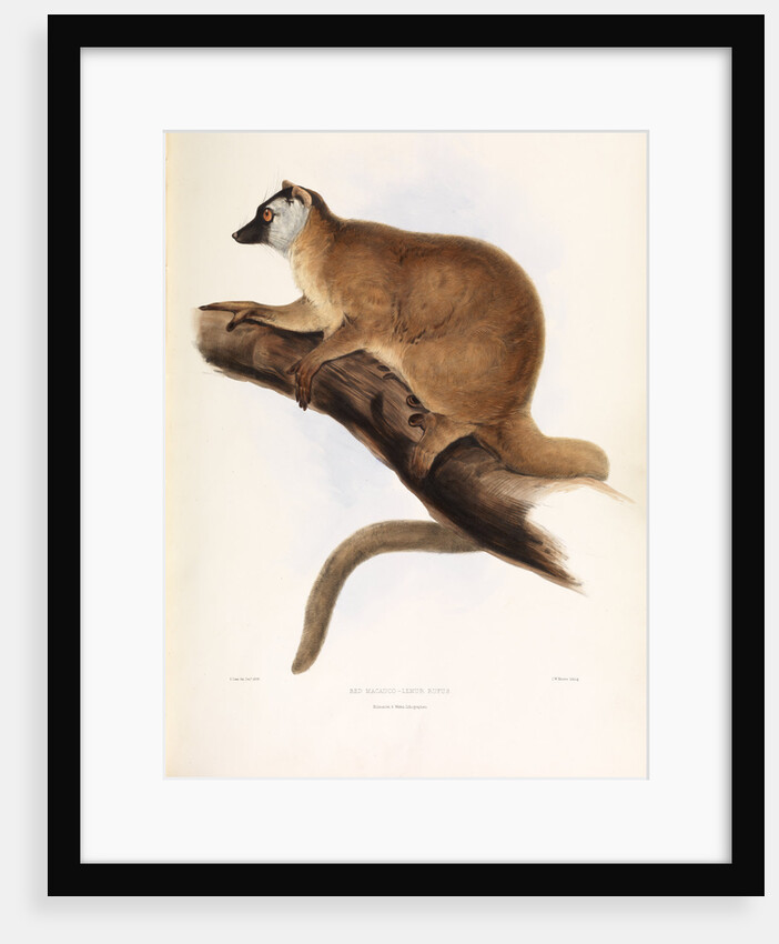 Red Macacuco [Red Lemur] by I W Moore