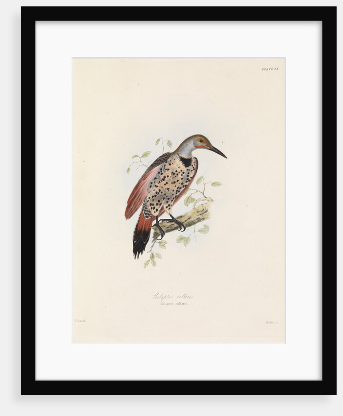 Red-shafted Flicker by John Christian Zeitter