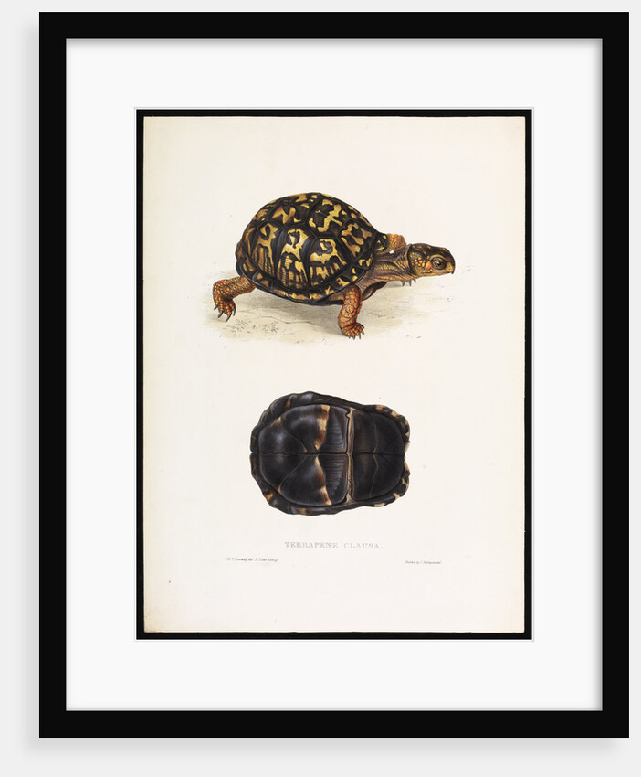 North American Box Turtle by J D C Sowerby