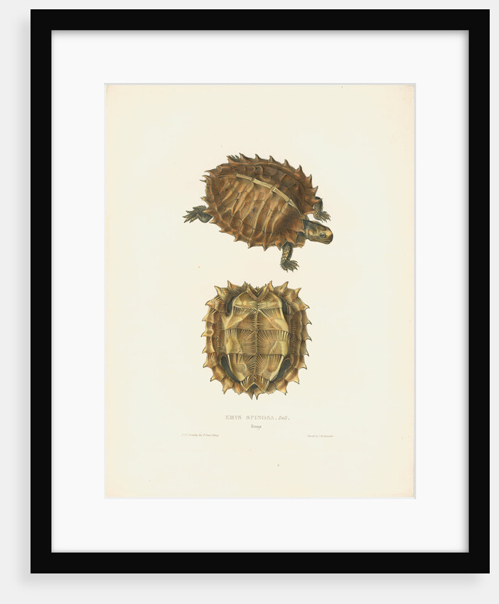 Spiny Turtle by J D C Sowerby