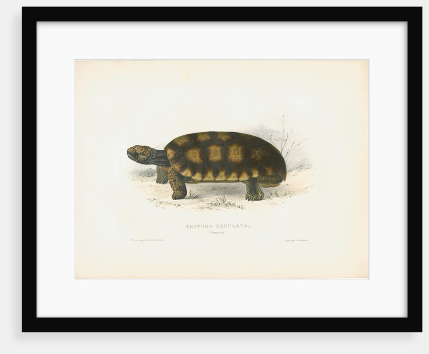 South American Tortoise by J D C Sowerby