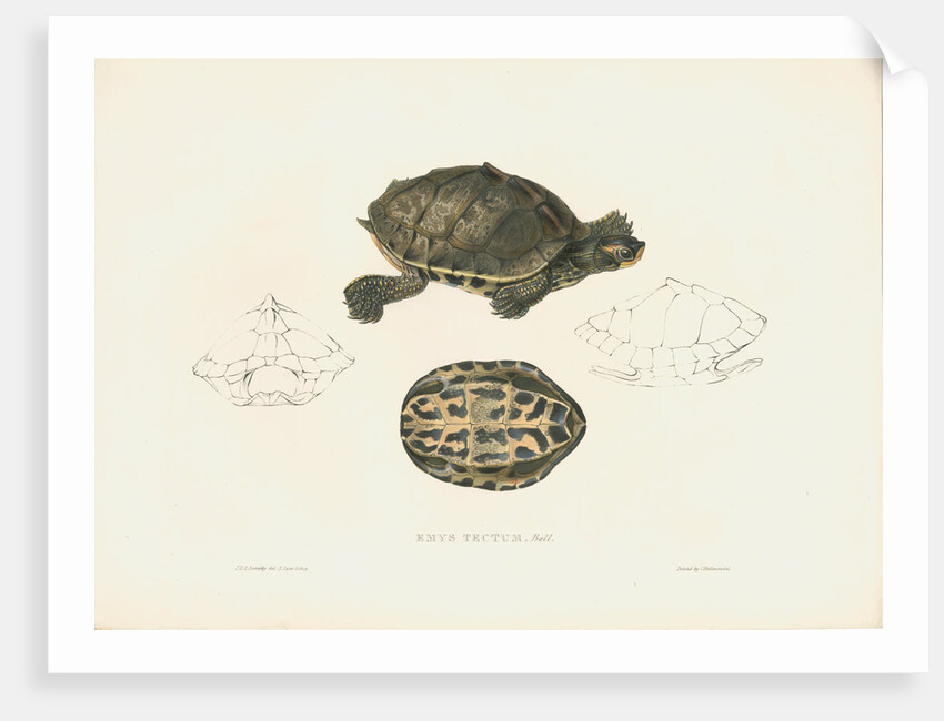 Indian Roofed Turtle by J D C Sowerby