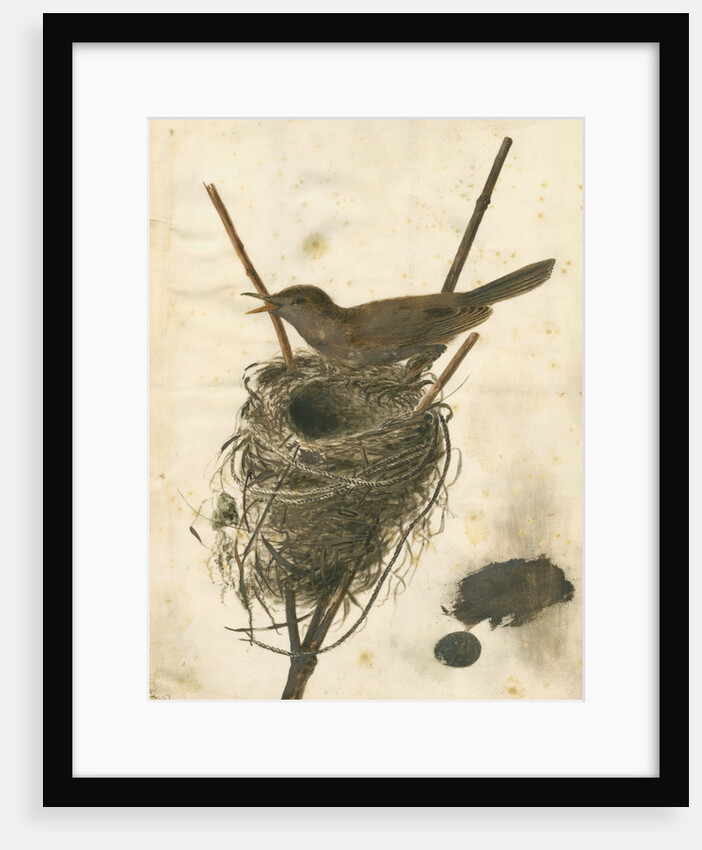Great Reed Warbler and its nest by Anonymous