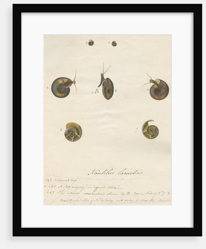 'Nautilus lacustris' by John Agnew