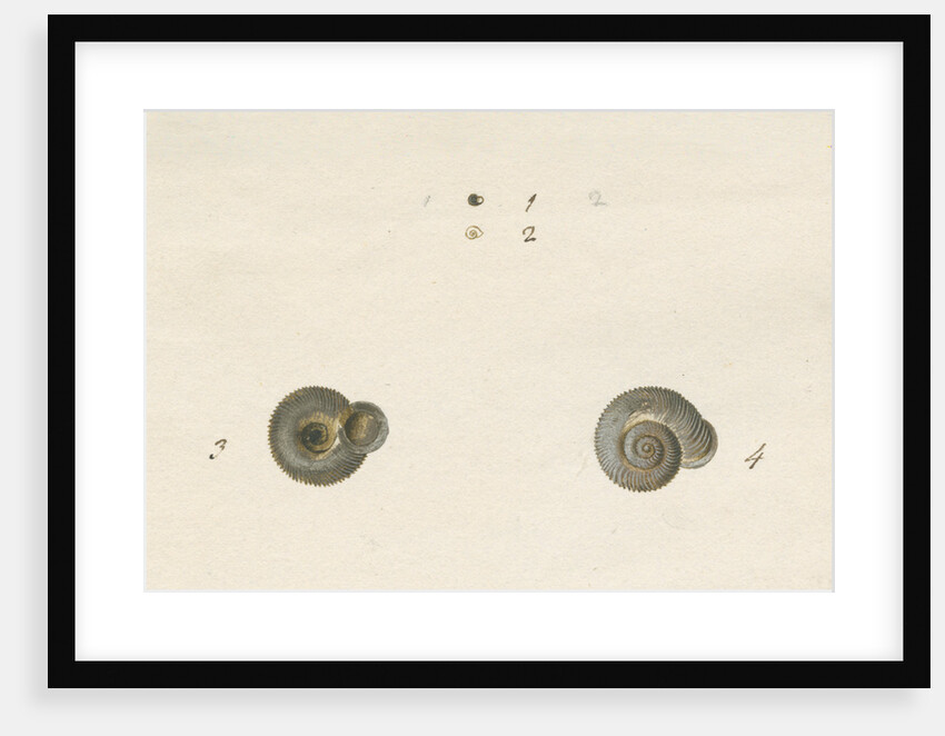 'Turbo helicinus' snail shell by John Agnew