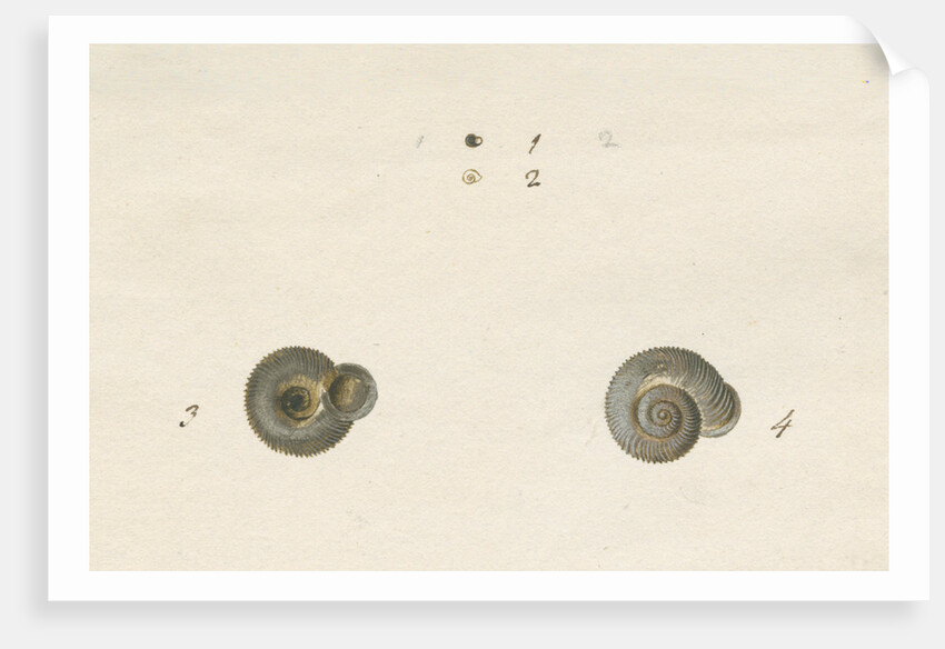 'Turbo helicinus' snail shell by John Agnew