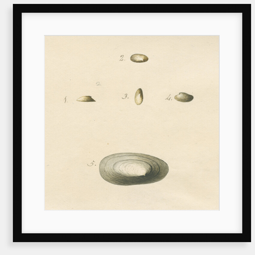 'Patella oblonga' shell by John Agnew