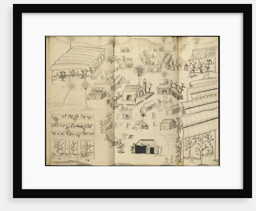 Cochineal production at the town of Guaspaltepeque by William Houstoun