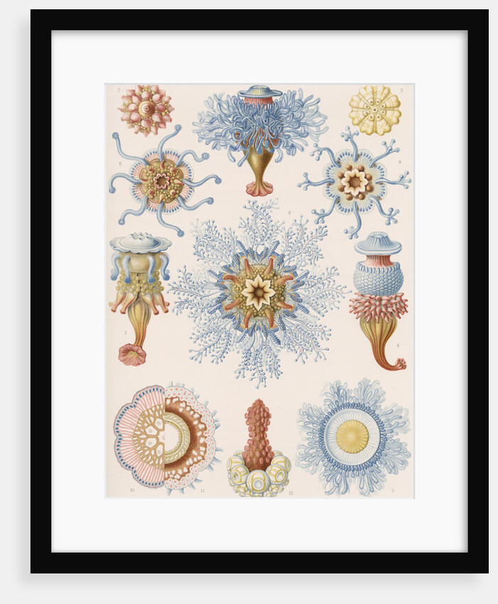 'Siphonophorae' by Adolf Giltsch