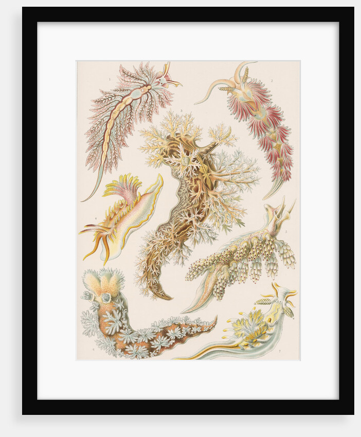 'Nudibranchia' [marine molluscs] by Adolf Giltsch