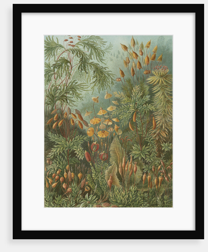 'Muscinae' [mosses] by Adolf Giltsch