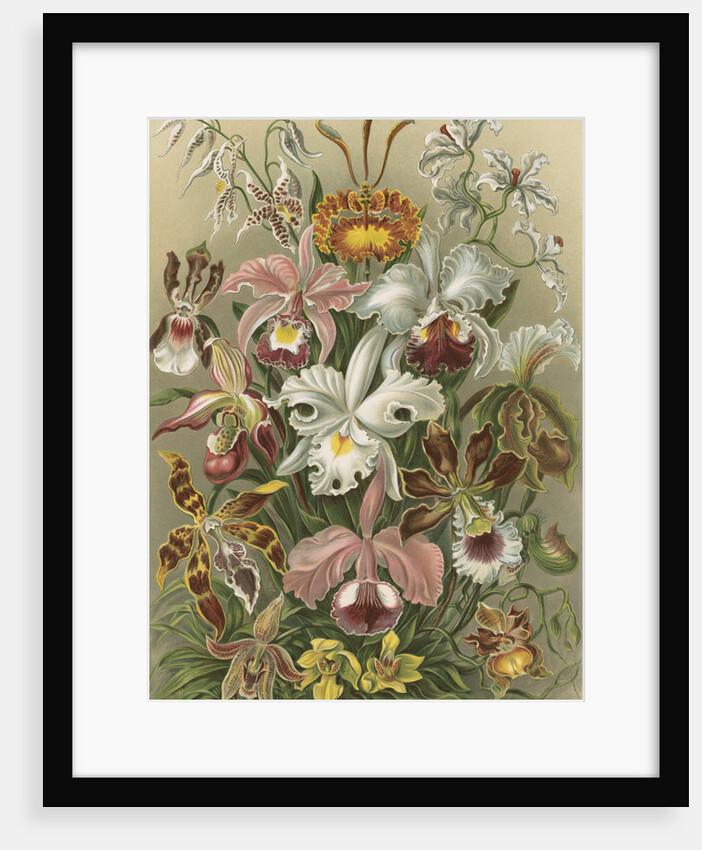 'Orchideae' [orchids] by Adolf Giltsch