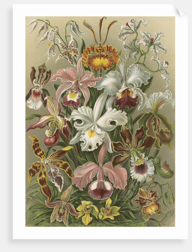 'Orchideae' [orchids] by Adolf Giltsch