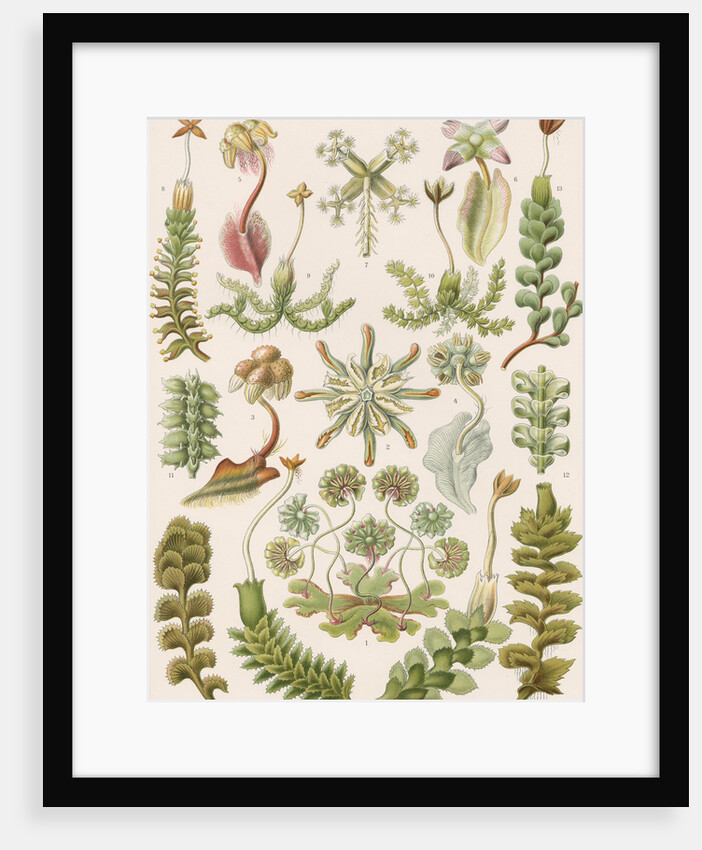 'Hepaticae' [liverworts] by Adolf Giltsch