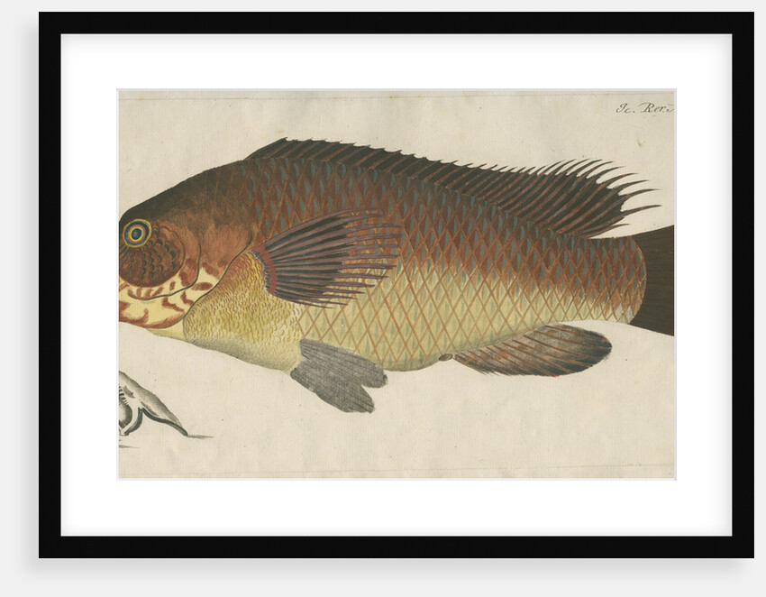 'La Carpe de Mer' [Wrasse] by Anonymous