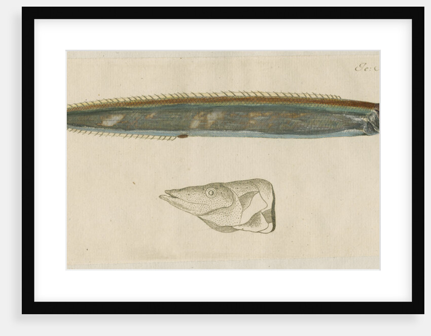 'L'Ammodite' [Lesser sand eel] by Anonymous