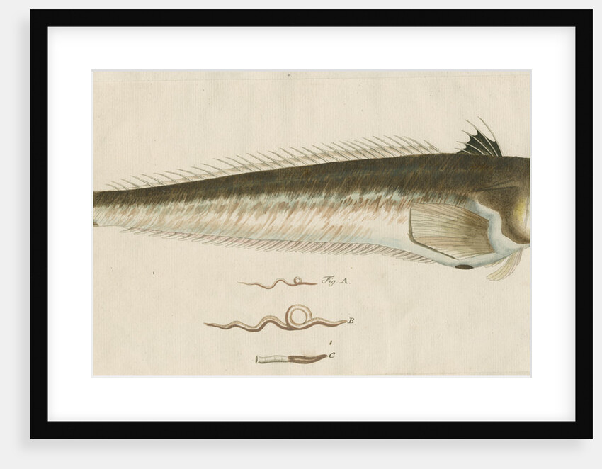 'La Vive, ou Dragon de Mer' [Greater weaver] by Anonymous