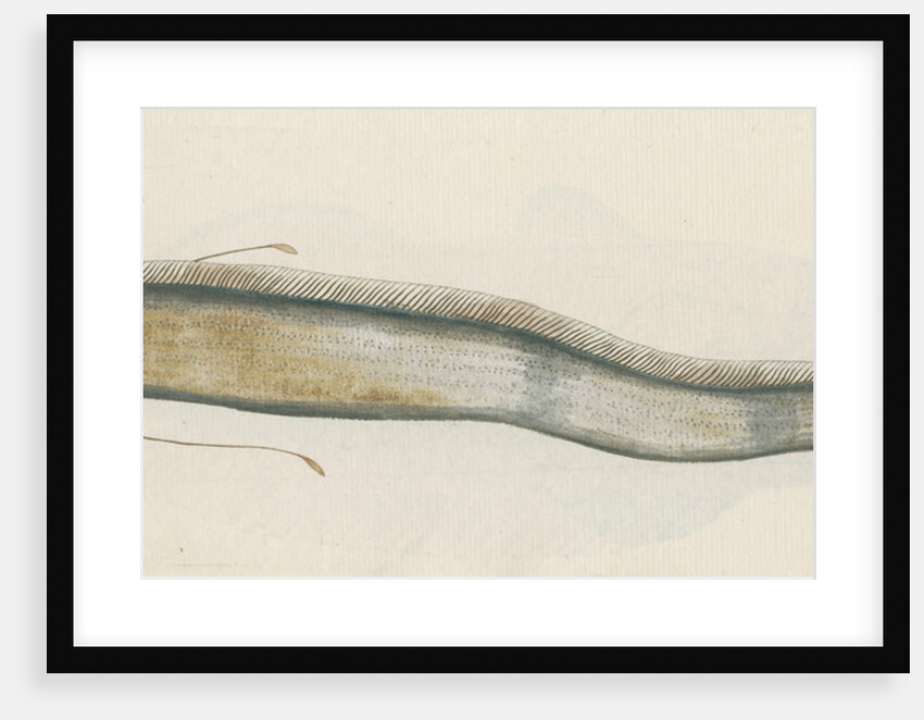 'Le Roi des Harengs' [Oarfish] by Anonymous