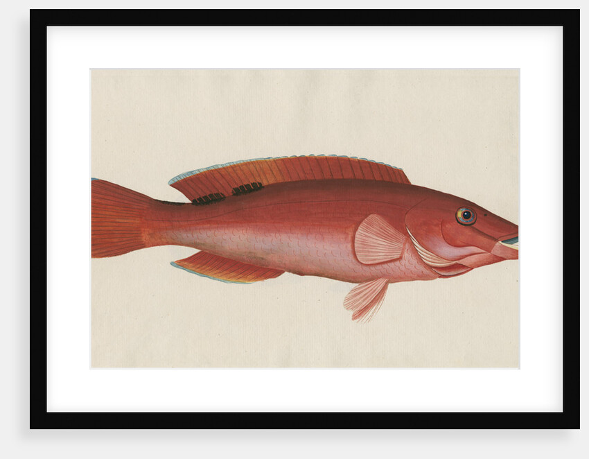 'Paon Rouge' [Cuckoo wrasse] by Anonymous