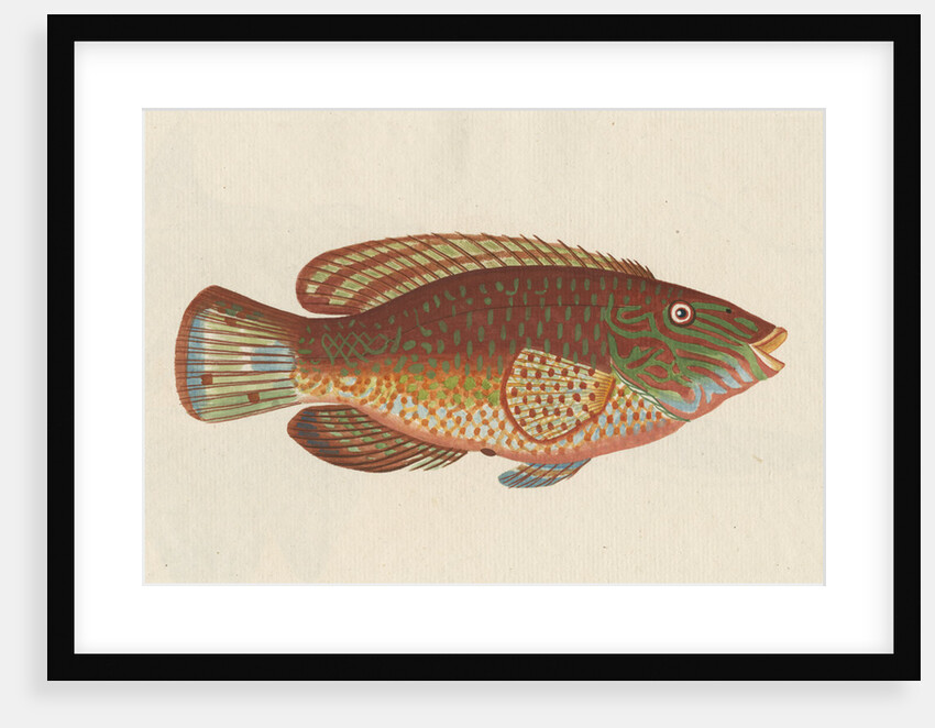 'Le Rone, ou la Carousse de Mer' [Corkwing wrasse] by Anonymous