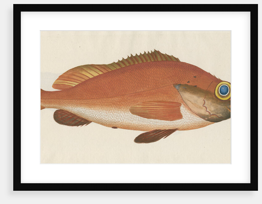 'Perche Rouge ou Norvegienne' [Rose fish] by Anonymous