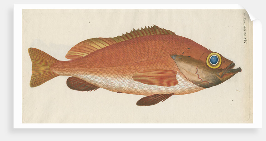 'Perche Rouge ou Norvegienne' [Rose fish] by Anonymous