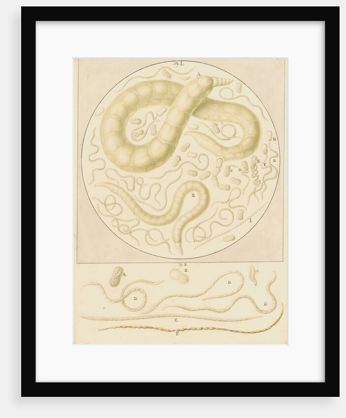 Vibrio tritici nemotode worms by Franz Andreas Bauer