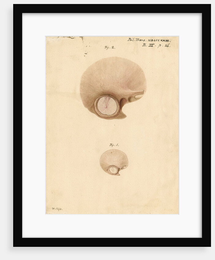 The human eardrum by William Clift