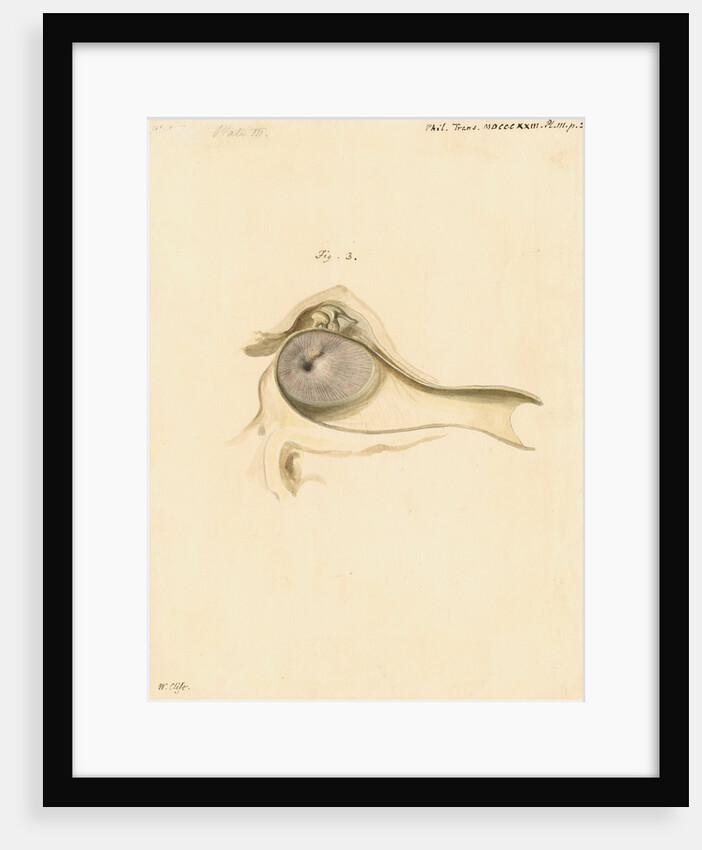 Indian elephant eardrum by William Clift