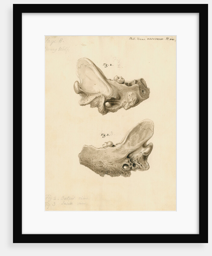 Fossil wolf jawbone by William Clift