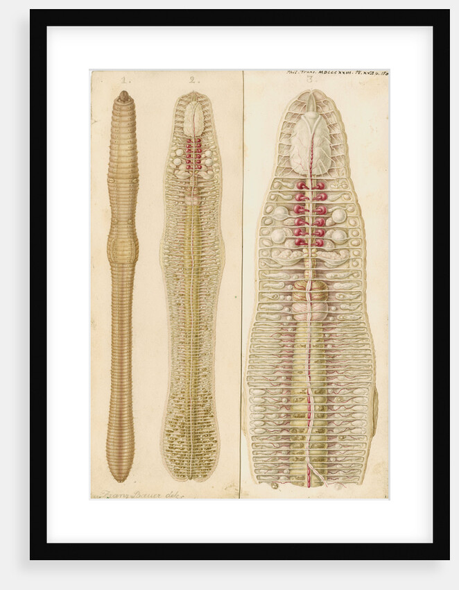 Earthworm by Franz Andreas Bauer