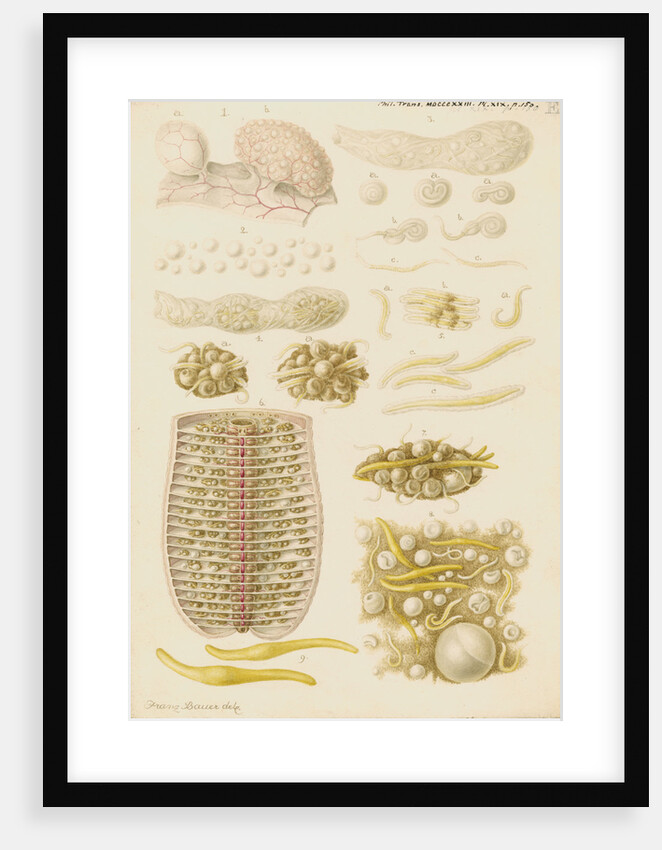 Earthworm eggs and their development by Franz Andreas Bauer