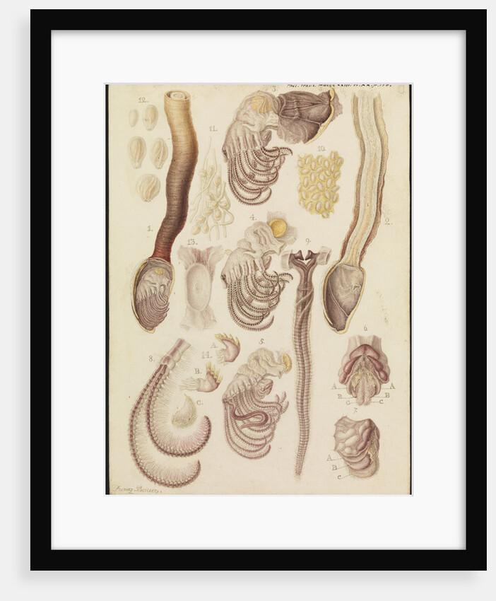 Barnacles by Franz Andreas Bauer