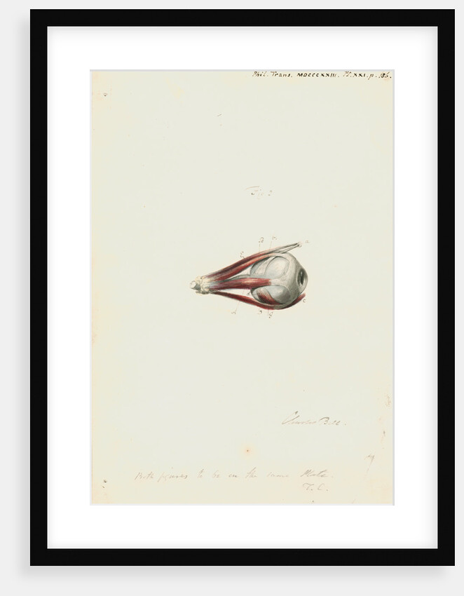 The human eye by Charles Bell