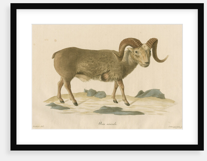 'Ovis nivicola' [Snow sheep] by J Gumpel junior