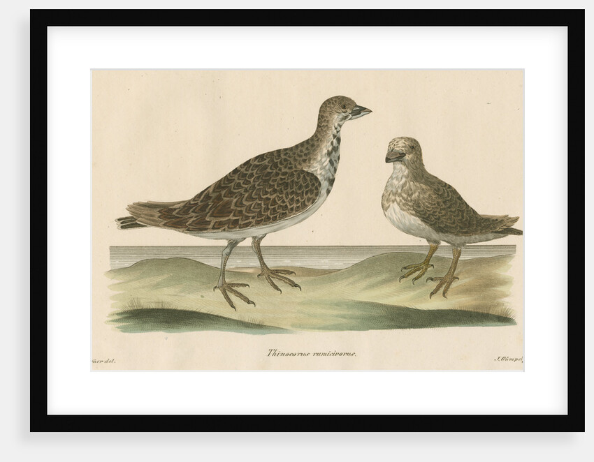 'Thinocorus rumicivorus' [Least seedsnipe] by J Gumpel junior