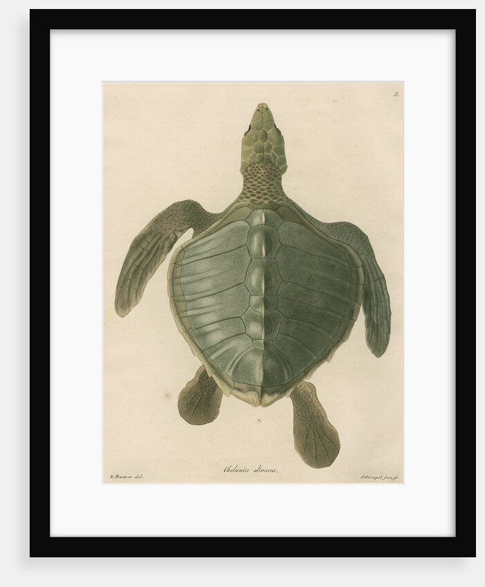 'Chelonia olivacea' [Olive Ridley sea turtle] by J Gumpel junior