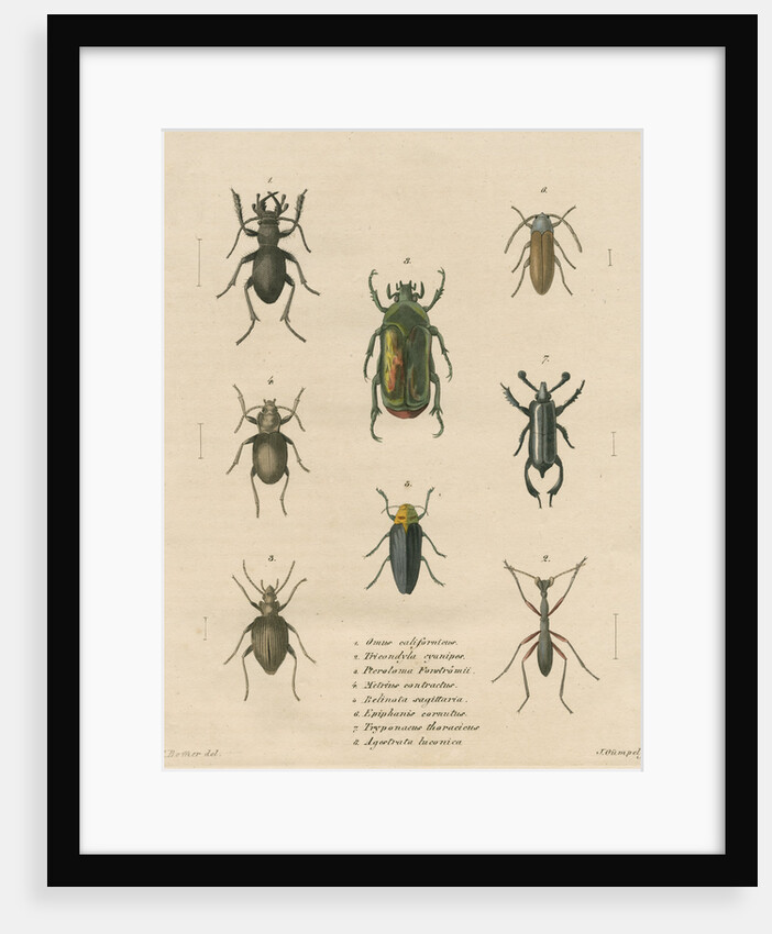 Eight specimens of beetles by J Gumpel junior