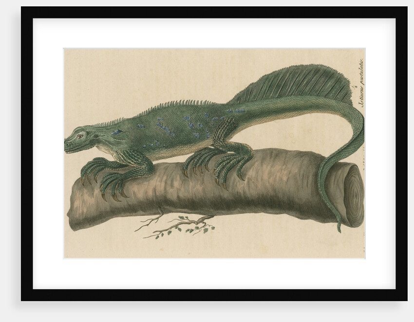 'Istiurus pustulatus' [Philippine sailfin lizard] by Friedrich Guimpel